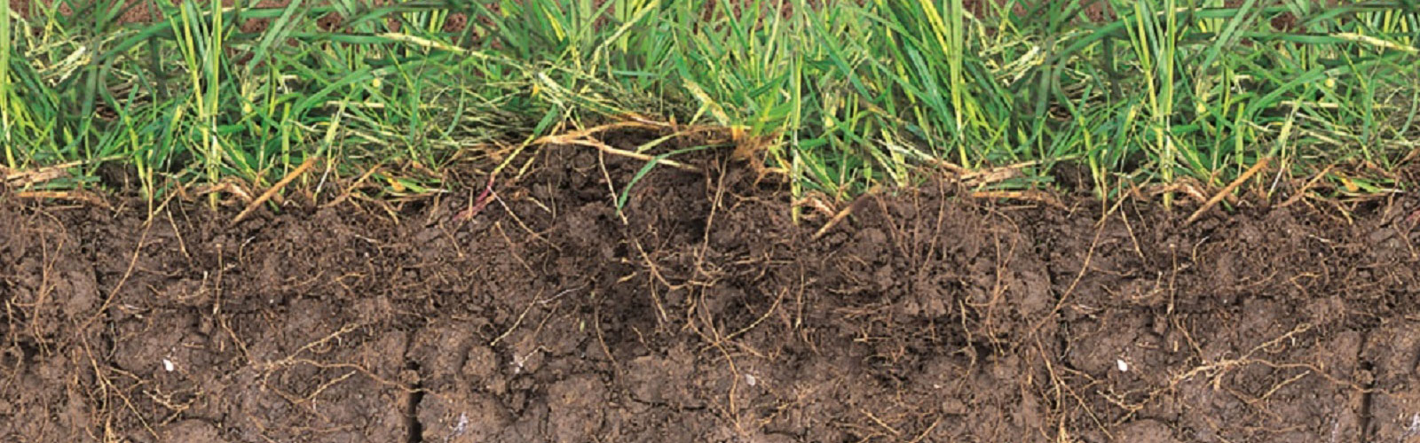 Soils guide