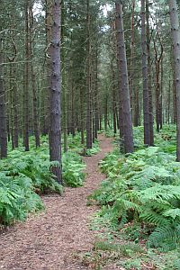 Tree species assessed. Image Copyright S.Hallett, Centre for Environmental & Agricultural Informatics (CAEI), Cranfield University.